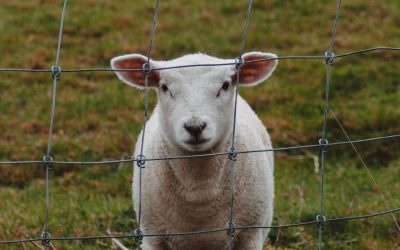 The Sheep Of His Hand
