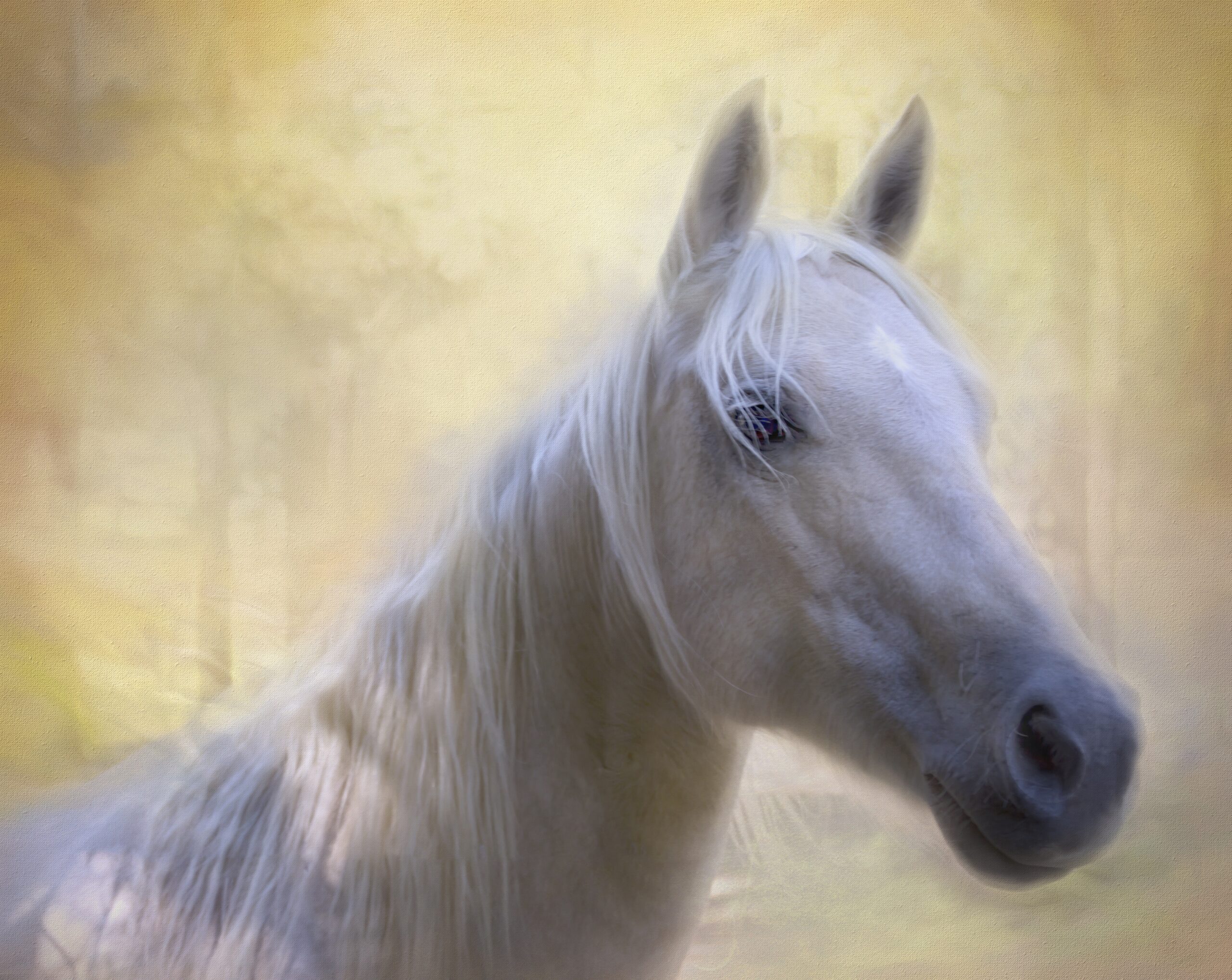 mladylake-horse-5158910